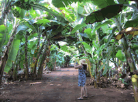 banana kahuku